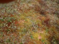 Moss is soft and has beautiful&nbsp;colors