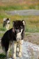 Christanshab sled dog