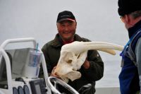 Anyone want to buy a walrus&nbsp;skull?