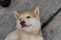 Chubby puppy in&nbsp;Rodebay