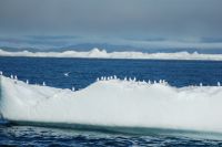 Birds atop an iceberg as we approach the&nbsp;isjfiord