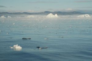 Navigational challenge! Lots of floating ice and fog setting in.