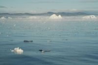 Navigational challenge! Lots of floating ice and fog setting&nbsp;in.