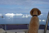 Doggone – that’s a lot of&nbsp;ice!