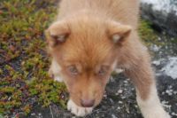 2014-08 Greenland –&nbsp;811