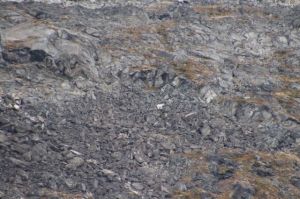 Look closely - there is a polar bear in this photo!