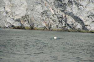 A white float turns out to be a polar bear!