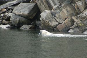 Bears are great swimmers