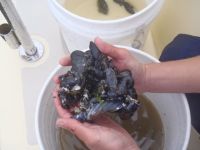 A nice haul of&nbsp;mussels