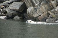 Swimming at 7+&nbsp;knots!