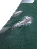 We had several good dolphin&nbsp;shows