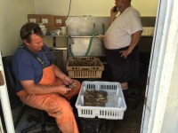 Softshell crabs at Mr. Big’s on Harker’s&nbsp;Island