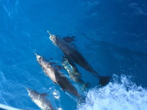 A great dolphin show!