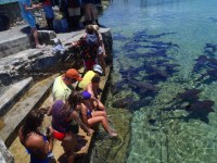 The friendly sand sharks at Staniel Cay Yacht&nbsp;Club