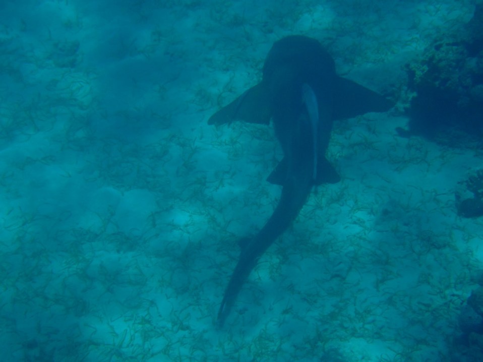 Sleeping shark at a reef