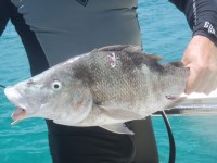 I think it’s a Dog&nbsp;Snapper