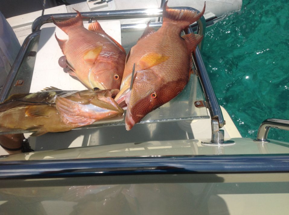 Hogfish and grouper