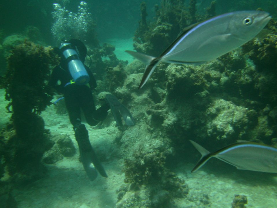 Some fish check us out on a dive