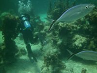 Some fish check us out on a&nbsp;dive