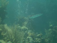 A barracuda stalks&nbsp;us