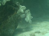 A big grouper watches us – he is safe as spearfishing can only be done snorkeling, not with SCUBA&nbsp;gear