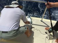 Mandy’s Bonita – it went&nbsp;back