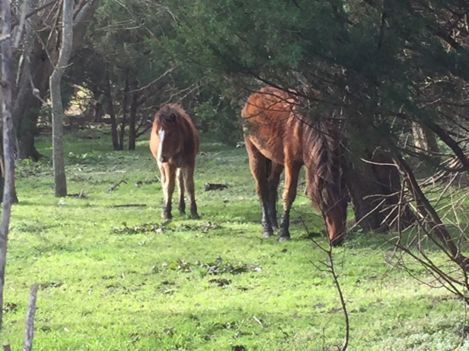 Beaufort wild horses