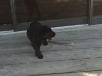 Otis, Tony’s cute new&nbsp;puppy