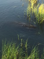 The local manatee at the Conch House&nbsp;Marina