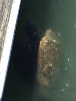 Lots of turtles at the marina, this one has lots of things growing on his&nbsp;shell!