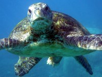 Spectacular wildlife