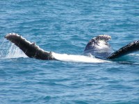 Spectacular wildlife