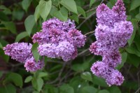 2017-05 Nikon test in Belfast&nbsp;1_0124