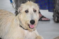 2017-07 Celtic Festival_0294