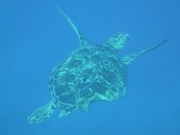 030724_pauls_rock039